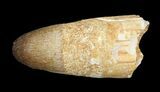 Rooted Crocodilian (Dyrosaur) Tooth - Morocco #43149-1